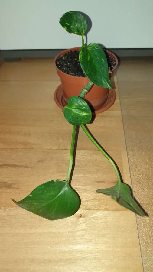 Epipremnum złociste  2