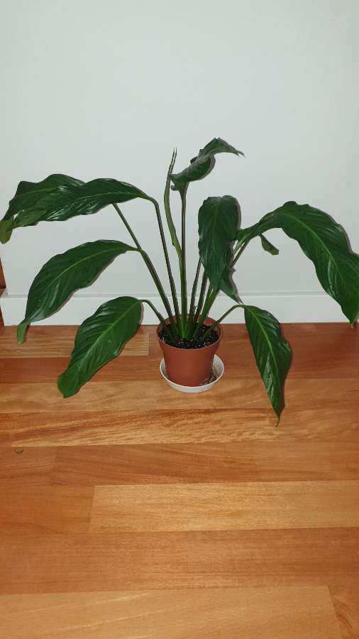 Skrzydłokwiat, wysokość 55cm, 
rozpiętość 75cm 2