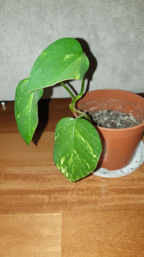 Epipremnum złociste  2