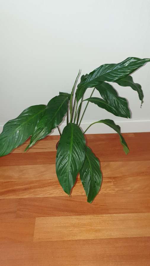 Skrzydłokwiat, wysokość 55cm, 
rozpiętość 75cm 3