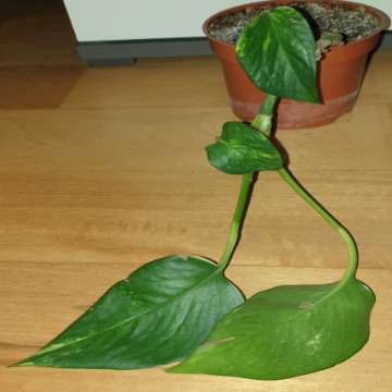 Epipremnum złociste 