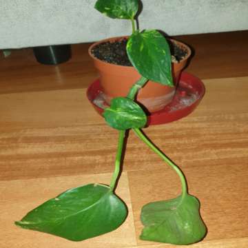 Epipremnum złociste 