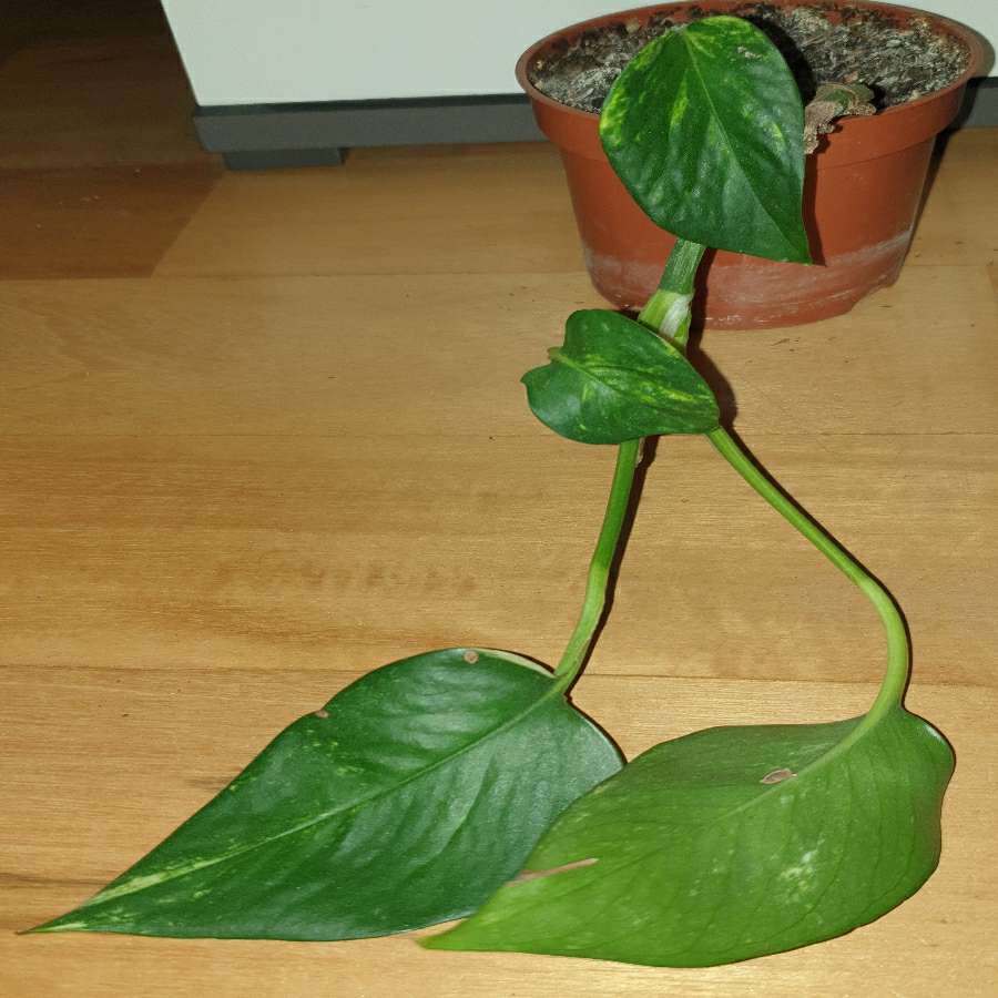 Epipremnum złociste 