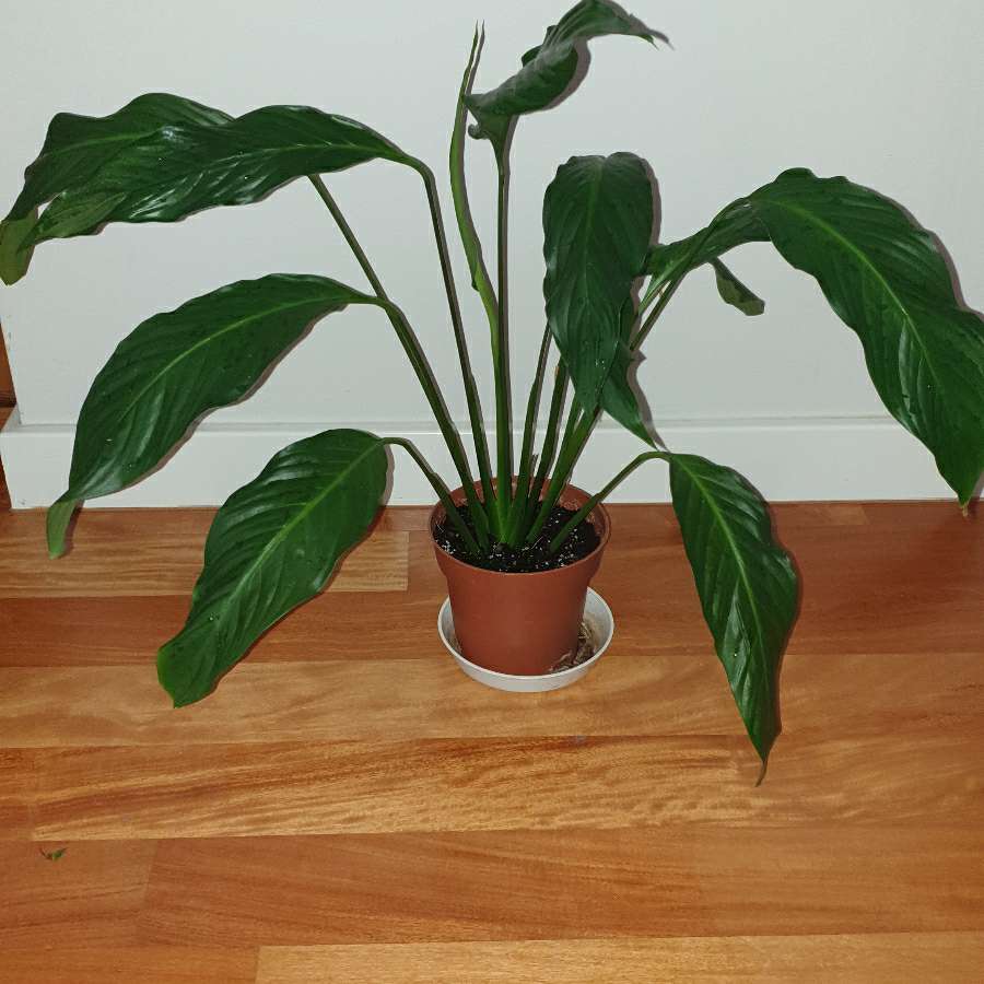 Skrzydłokwiat, wysokość 55cm, 
rozpiętość 75cm