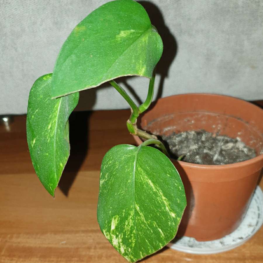 Epipremnum złociste 