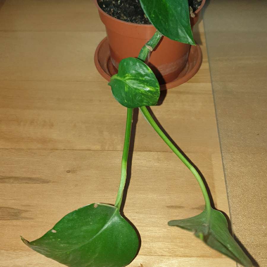 Epipremnum złociste 