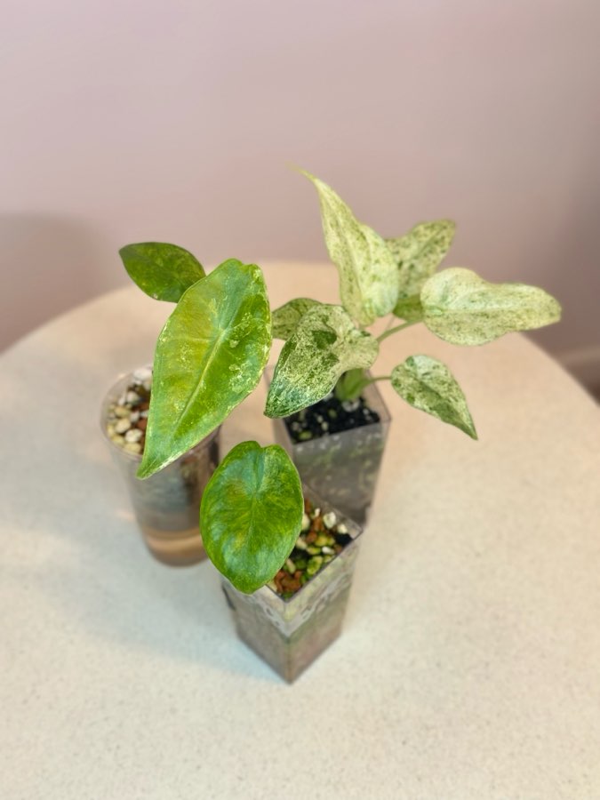 Trzy alokazje: Pink Dragon Varie, Longiloba Varie, Cucullata Albo Splash 3