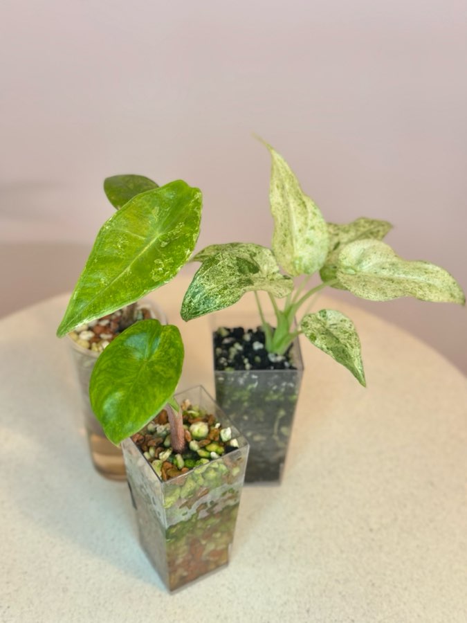 Trzy alokazje: Pink Dragon Varie, Longiloba Varie, Cucullata Albo Splash 2