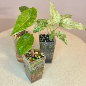 Trzy alokazje: Pink Dragon Varie, Longiloba Varie, Cucullata Albo Splash