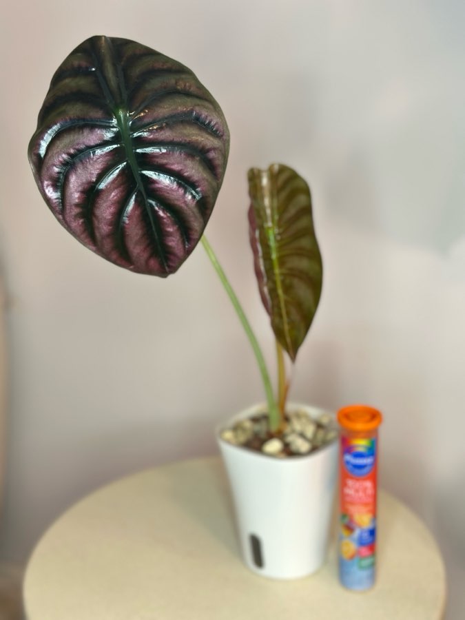 Alocasia Red Cuprea 2
