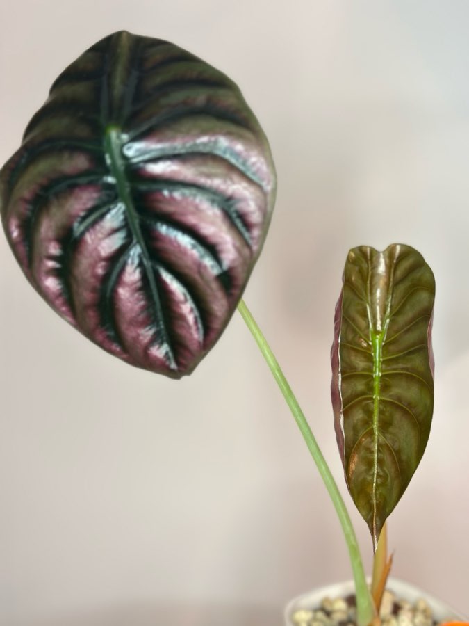 Alocasia Red Cuprea 3