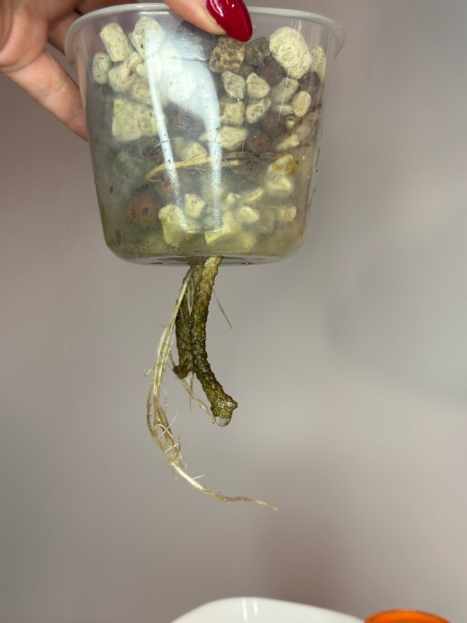 Alocasia Red Cuprea 4