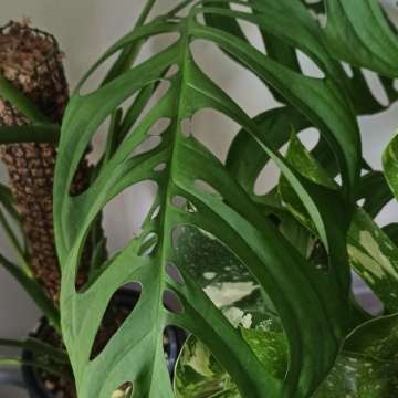 Monstera Esqueleto (Epipremnoides)