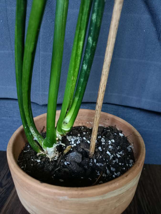 Sansevieria 3