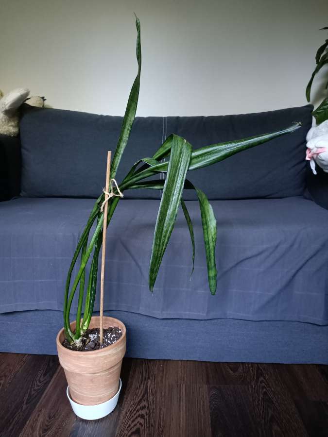 Sansevieria 2