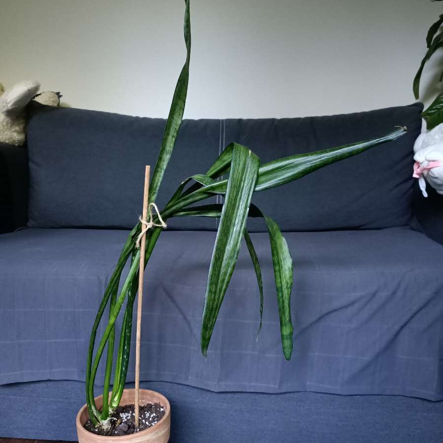 Sansevieria