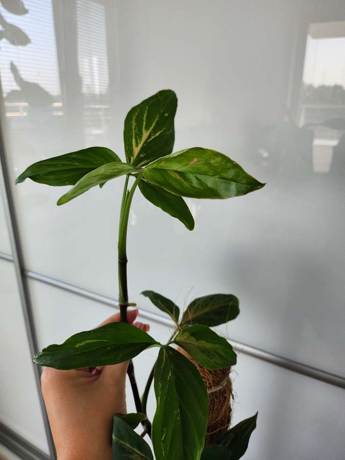 Syngonium Red Spot 4