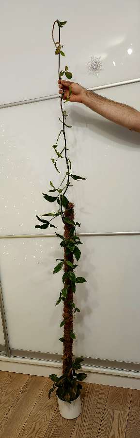 Syngonium Red Spot 2