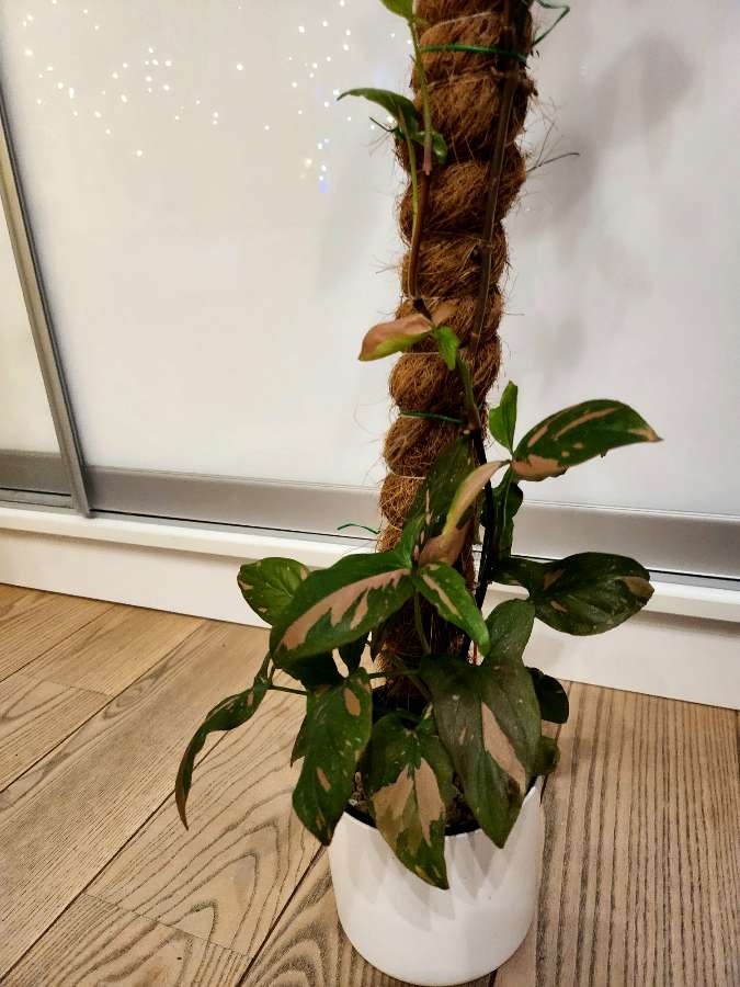 Syngonium Red Spot 5