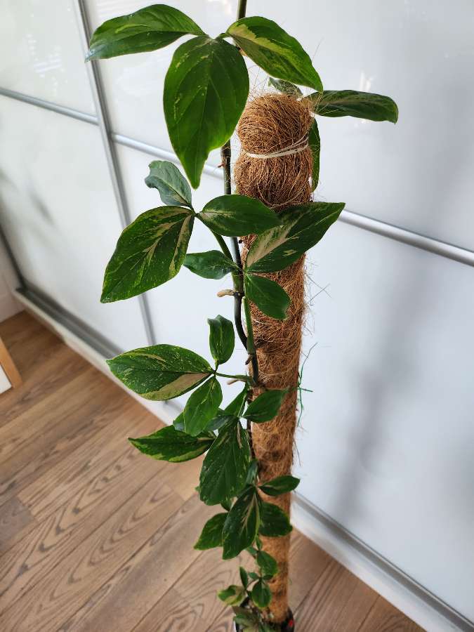 Syngonium Red Spot 3