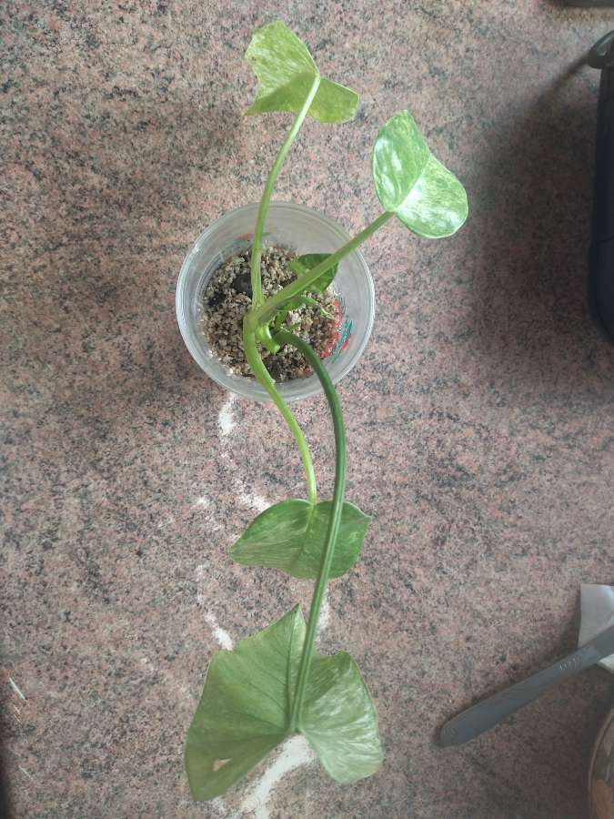 Philodendron giganteum variegata 2