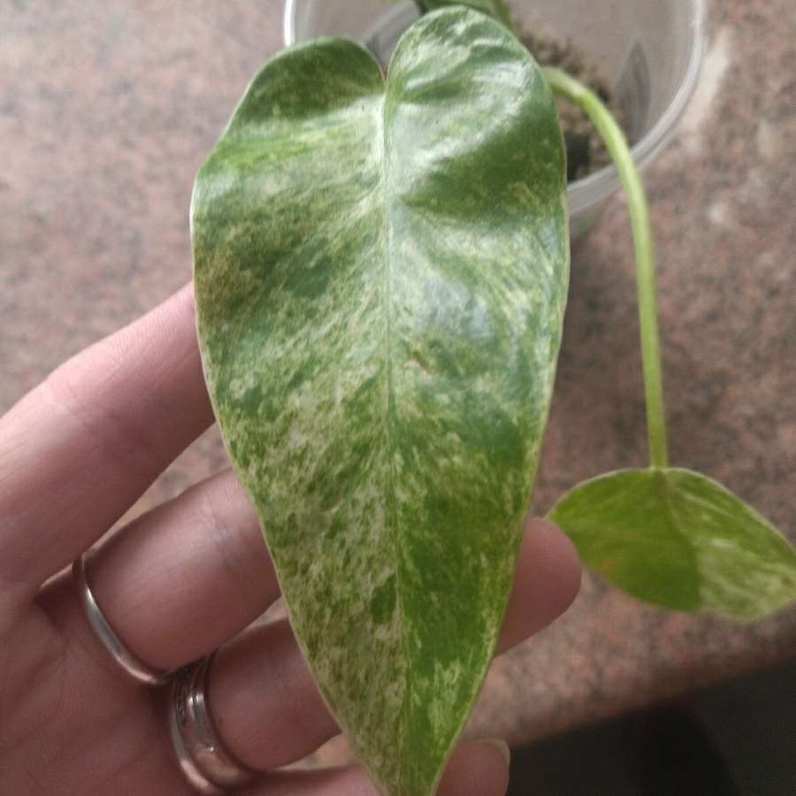 Philodendron giganteum variegata