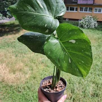 Monstera thai constellation