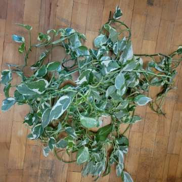 Oddam za darmo