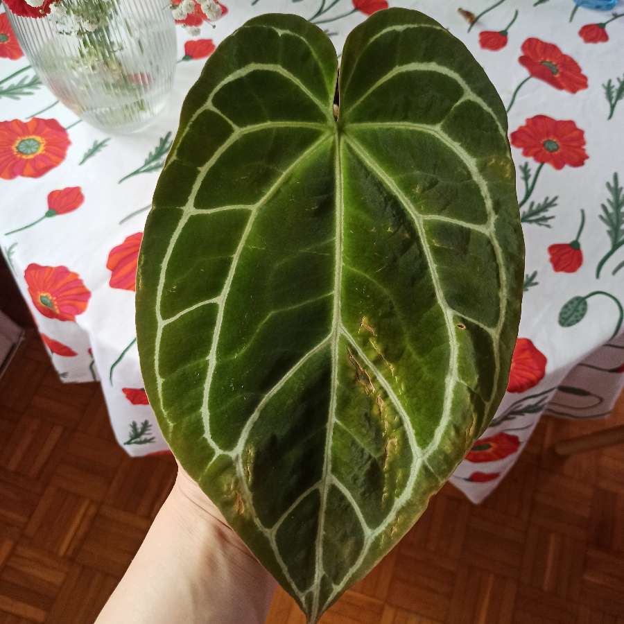 Anthurium Crystallinum