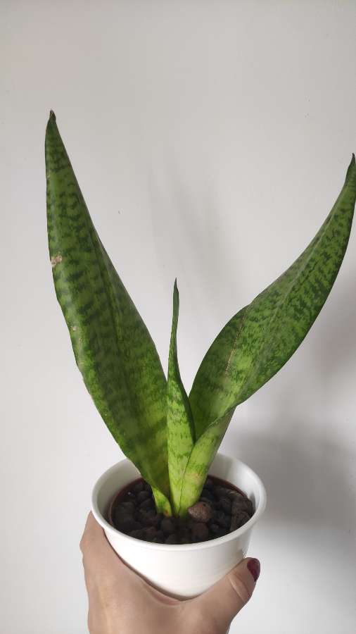 Sansevieria 2
