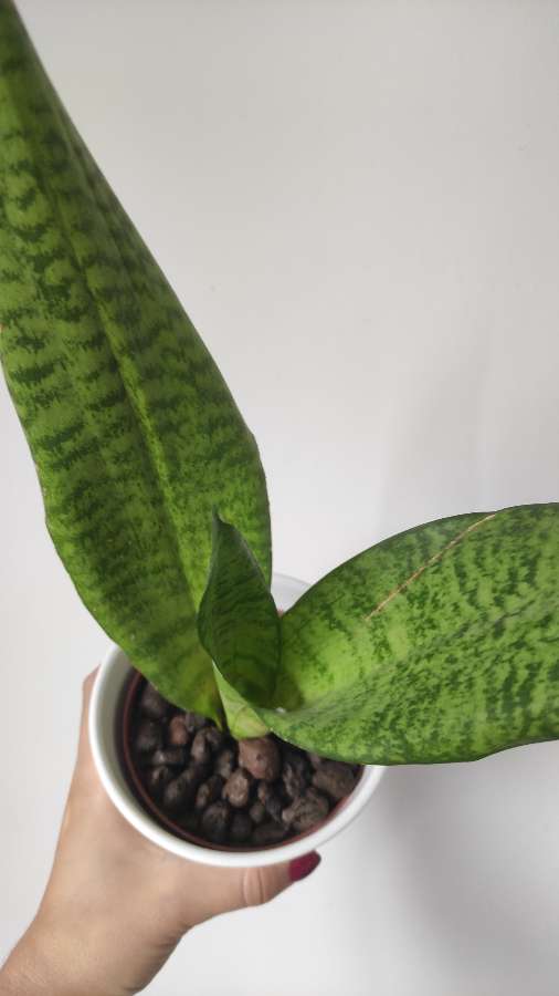 Sansevieria 3