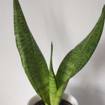 Sansevieria