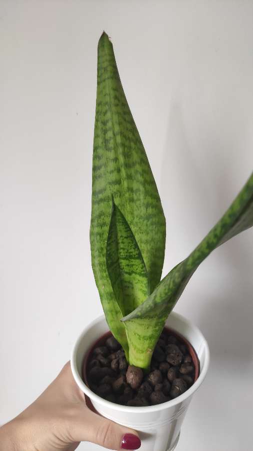 Sansevieria 4