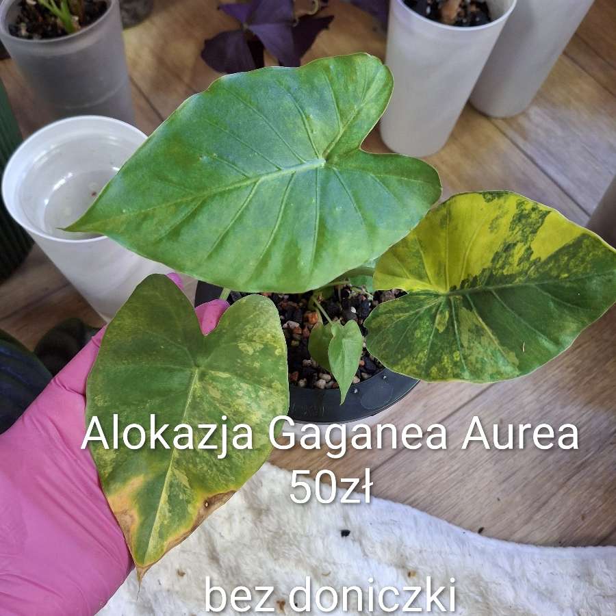 Alokazja Gaganea Aurea