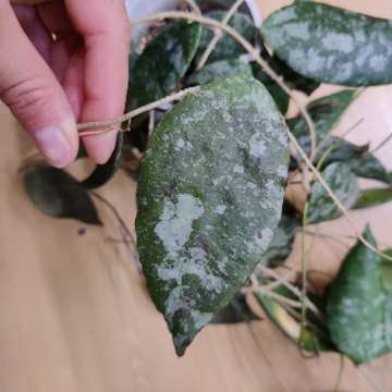 Hoya caudata malaysia