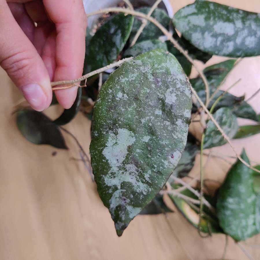 Hoya caudata malaysia