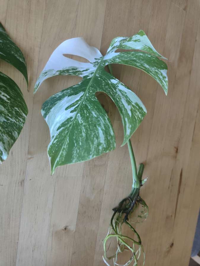 Monstera Deliciosa Variegata 3