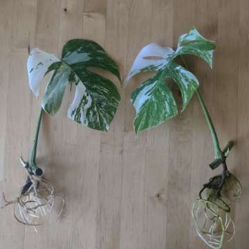 Monstera Deliciosa Variegata