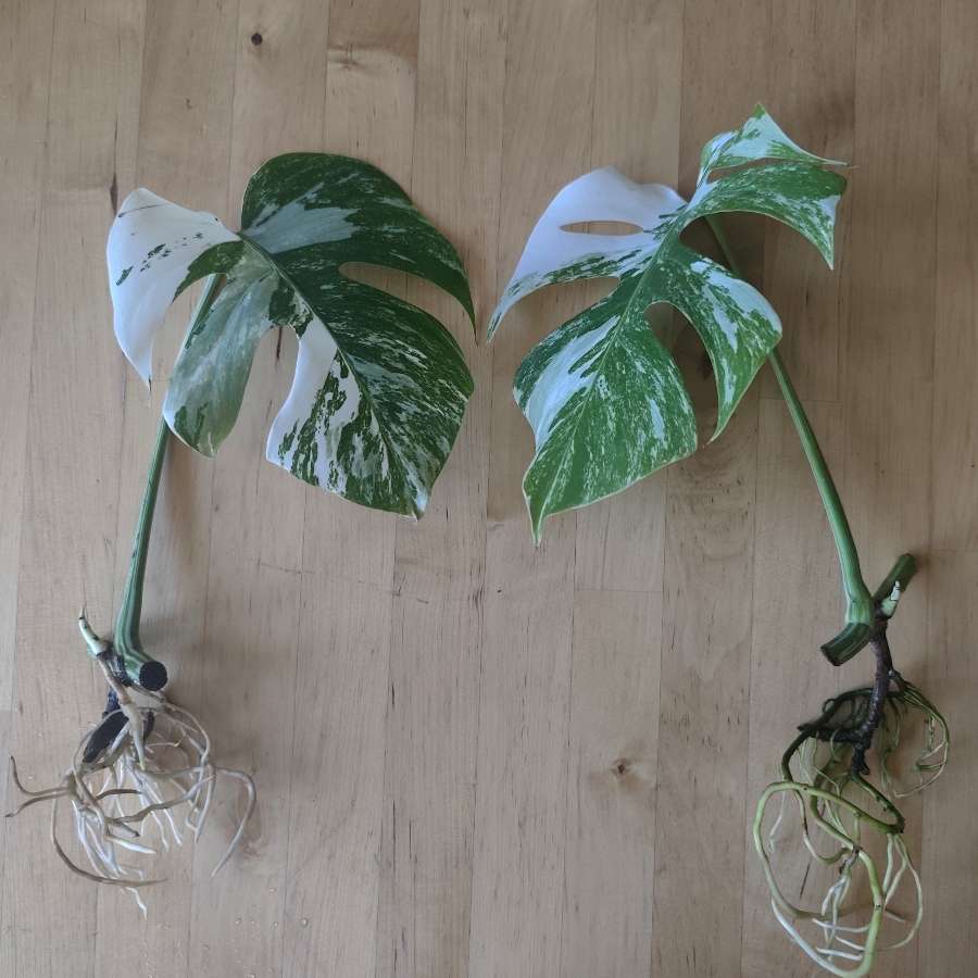 Monstera Deliciosa Variegata