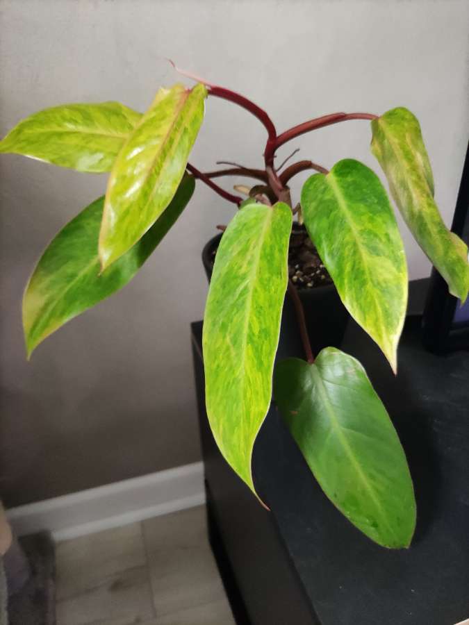 Philodendron painted lady 2