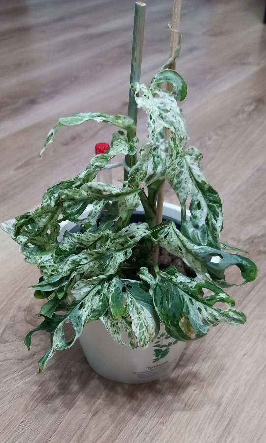 Monstera Frozen freckles 2