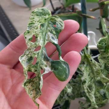 Monstera Frozen freckles