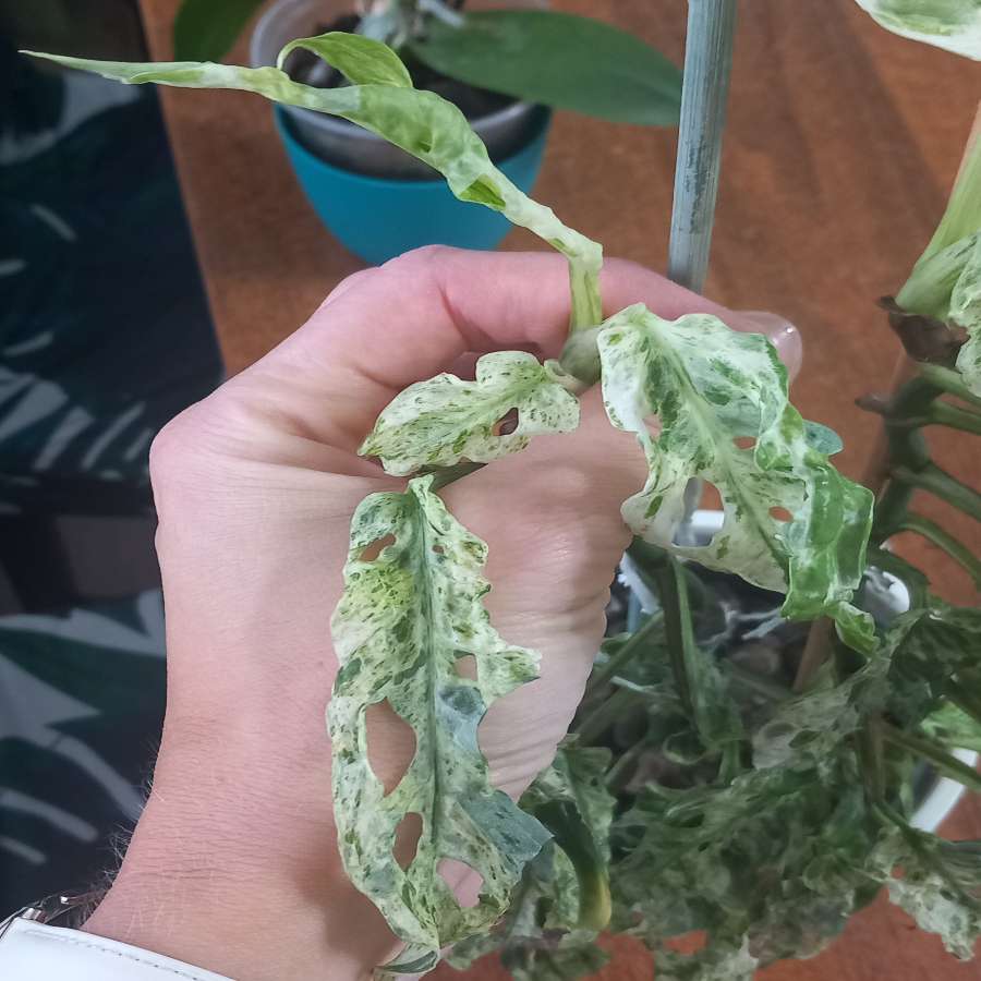 Monstera Frozen freckles