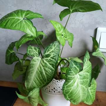 Syngonium white butterfly