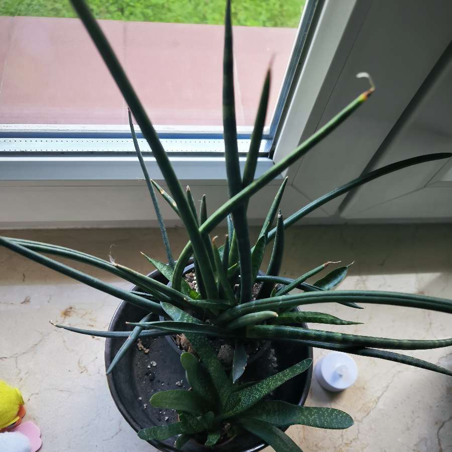 Sansevieria cylindrica (chyba)