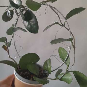 Hoja Australis