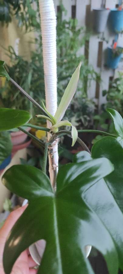 Philodendron Florida ghost hybrid  4