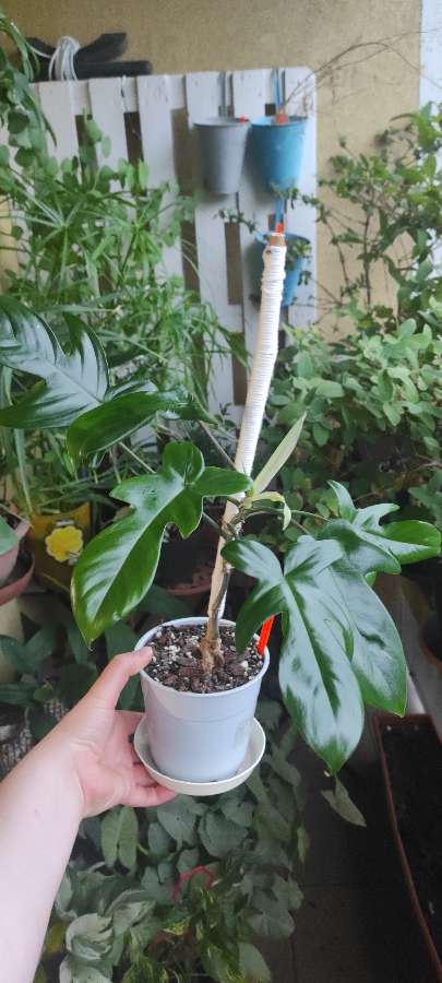 Philodendron Florida ghost hybrid  3