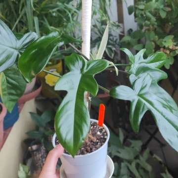 Philodendron Florida 