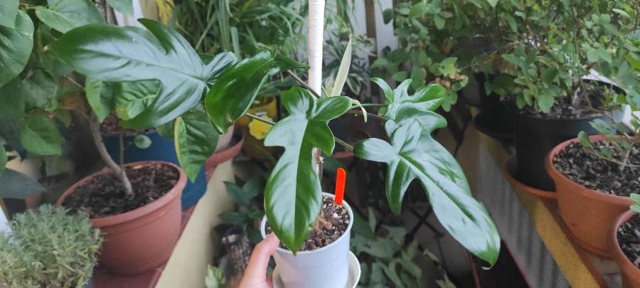 Philodendron Florida ghost hybrid  2